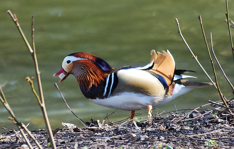 Mandarinente