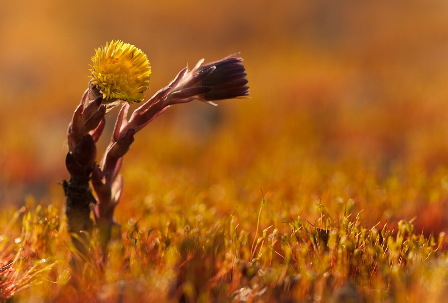 Goldener Huflattich