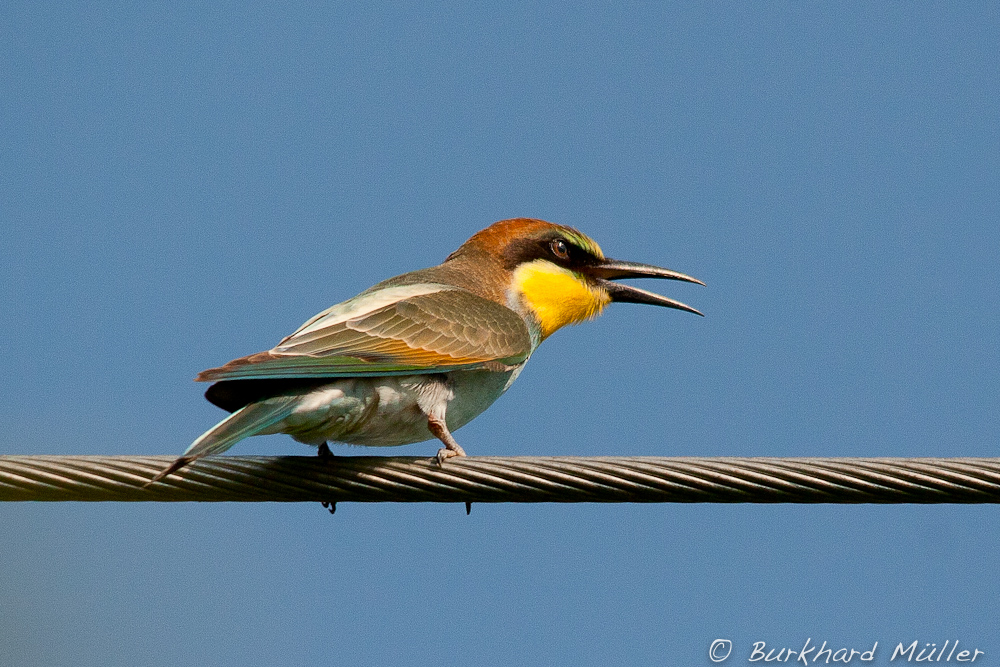 Bienenfresser/Merops apiaster