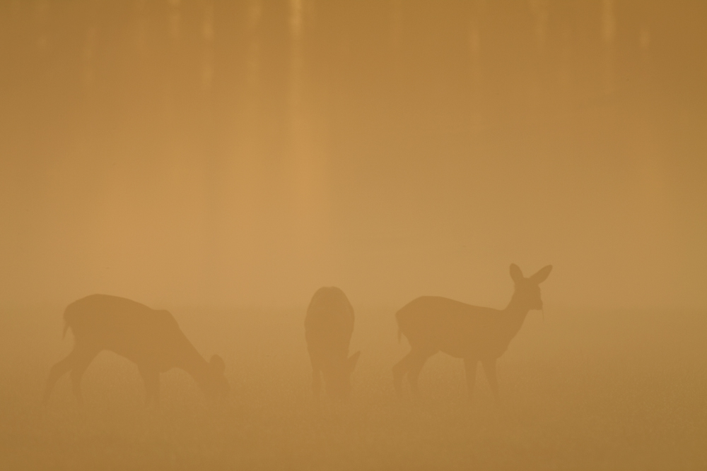 Rehe im Morgenlicht