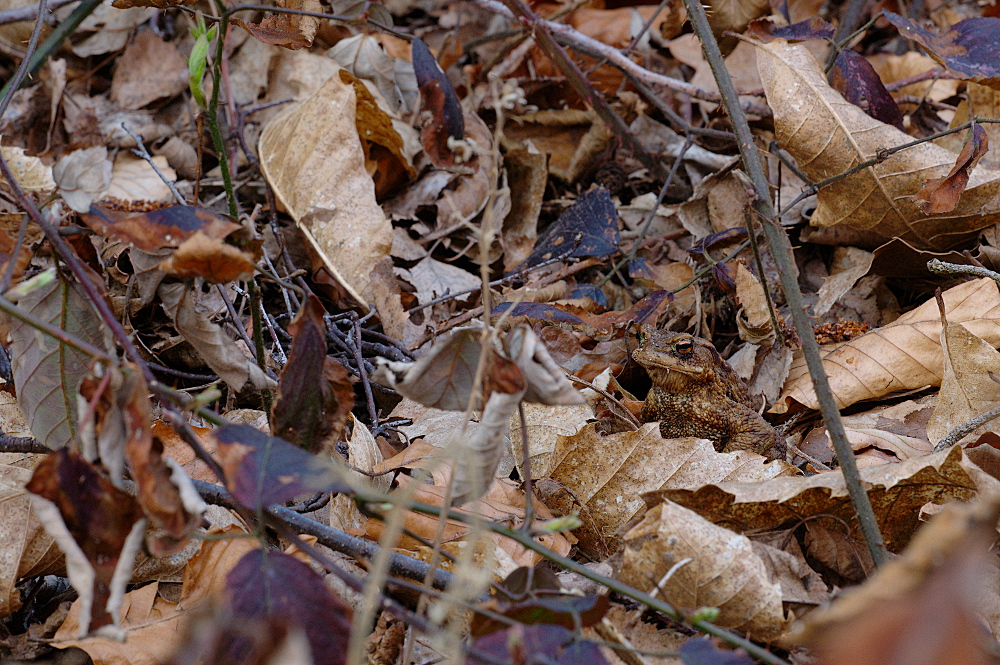 Blatt mit Augen oder...