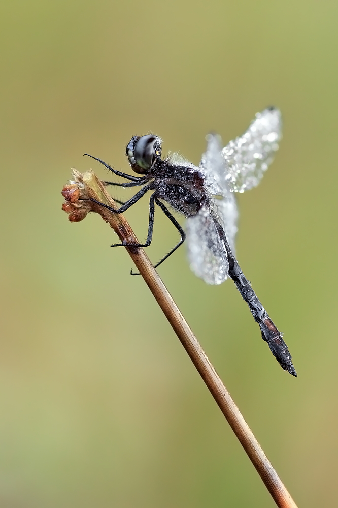 Sympetrum danae – Schwarze Heidelibelle