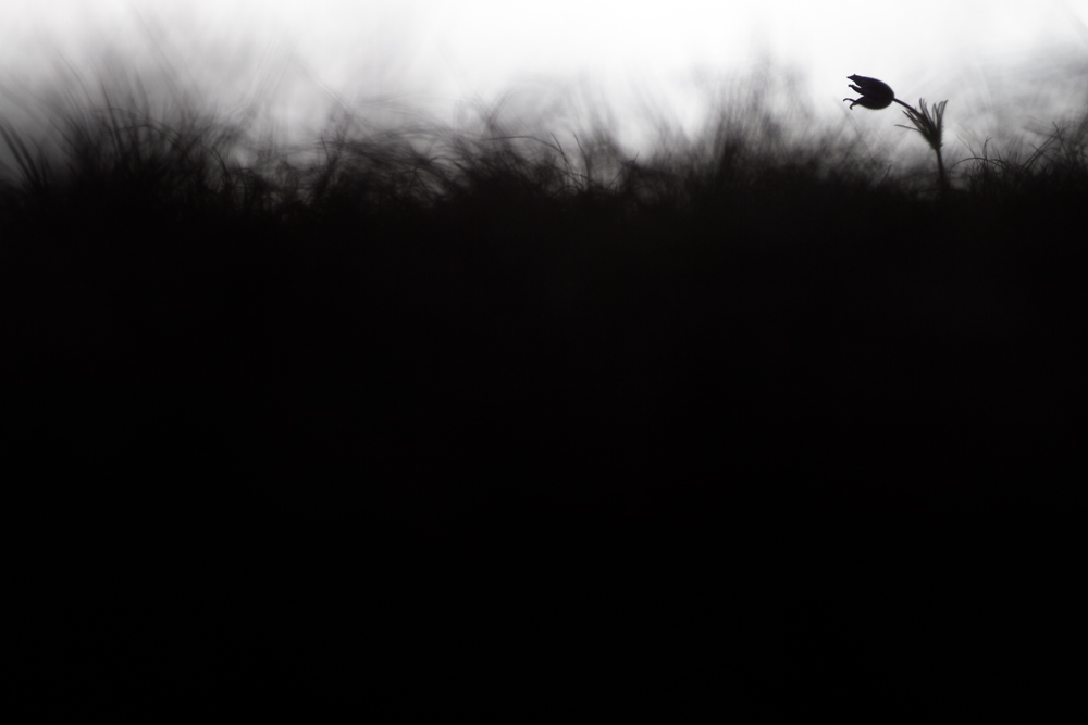 Küchenschelle am Horizont