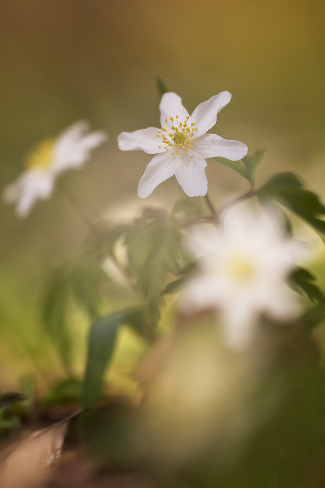 Anemone nemorosa