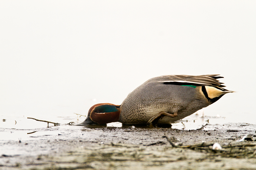 Krickente ♂ (Anas crecca)