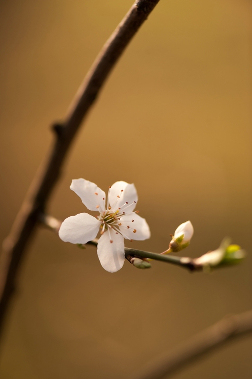 Frühling