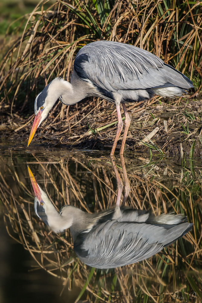 Spiegelreiher II