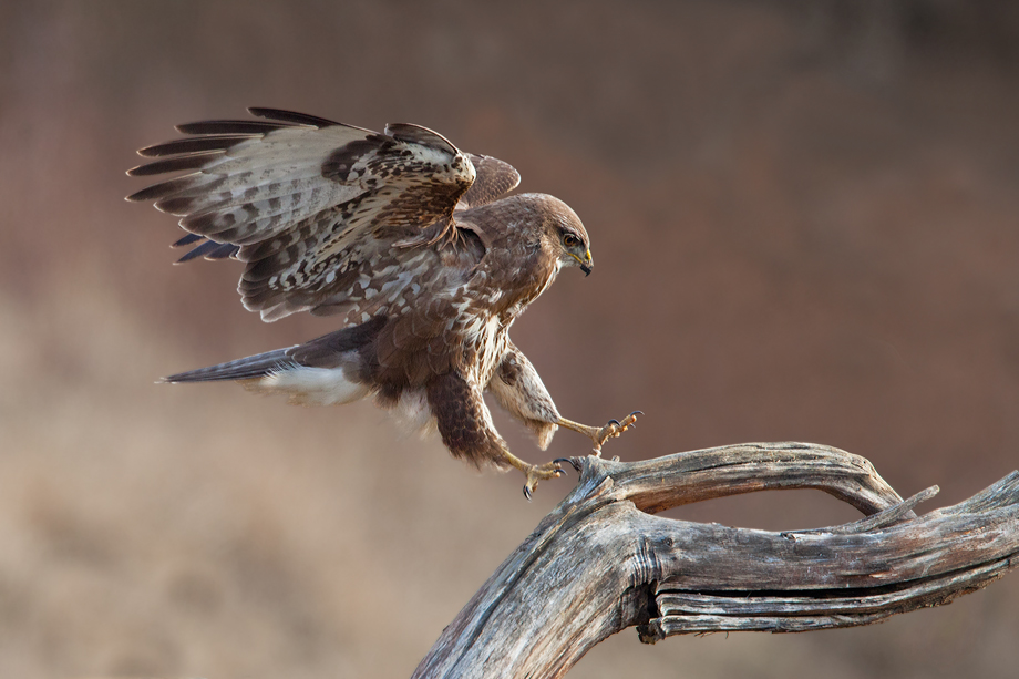 Bussard im Anflug