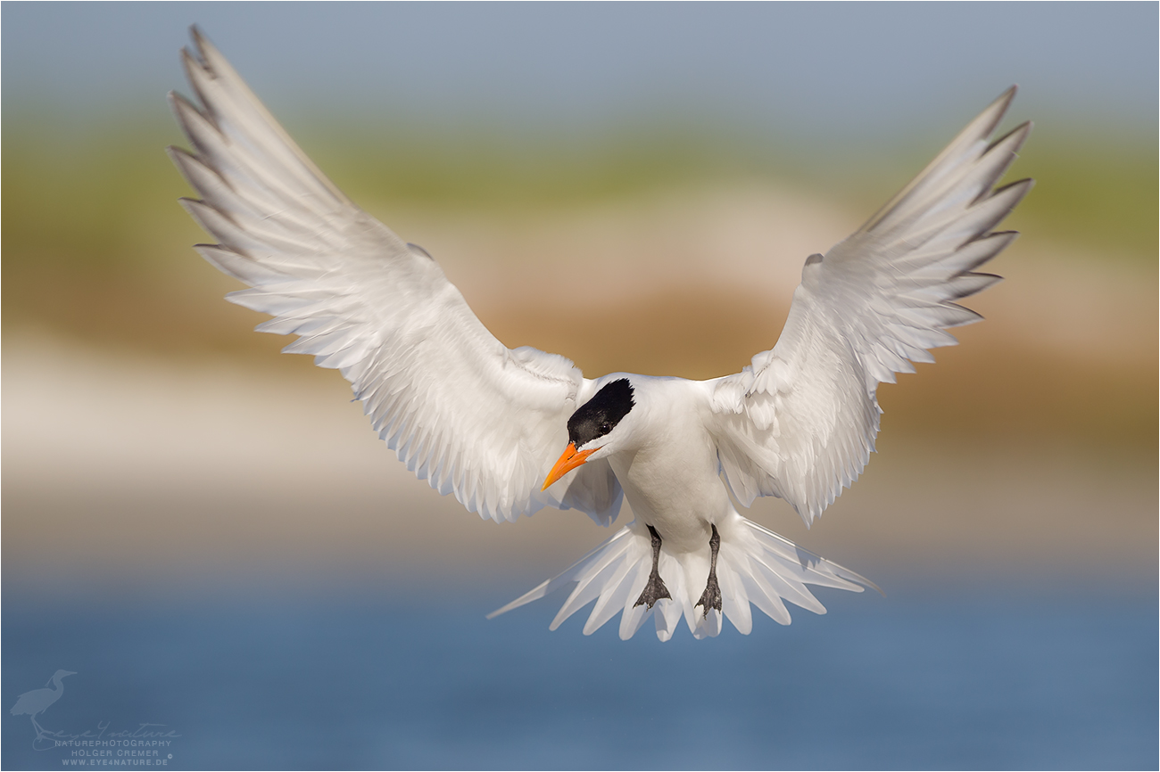 Royal Tern (Thalasseus maximus)