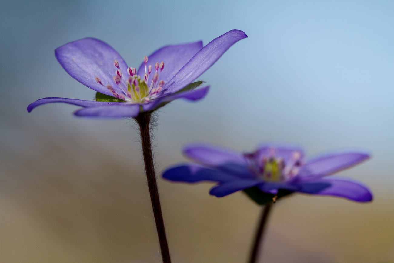 Leberblümchen