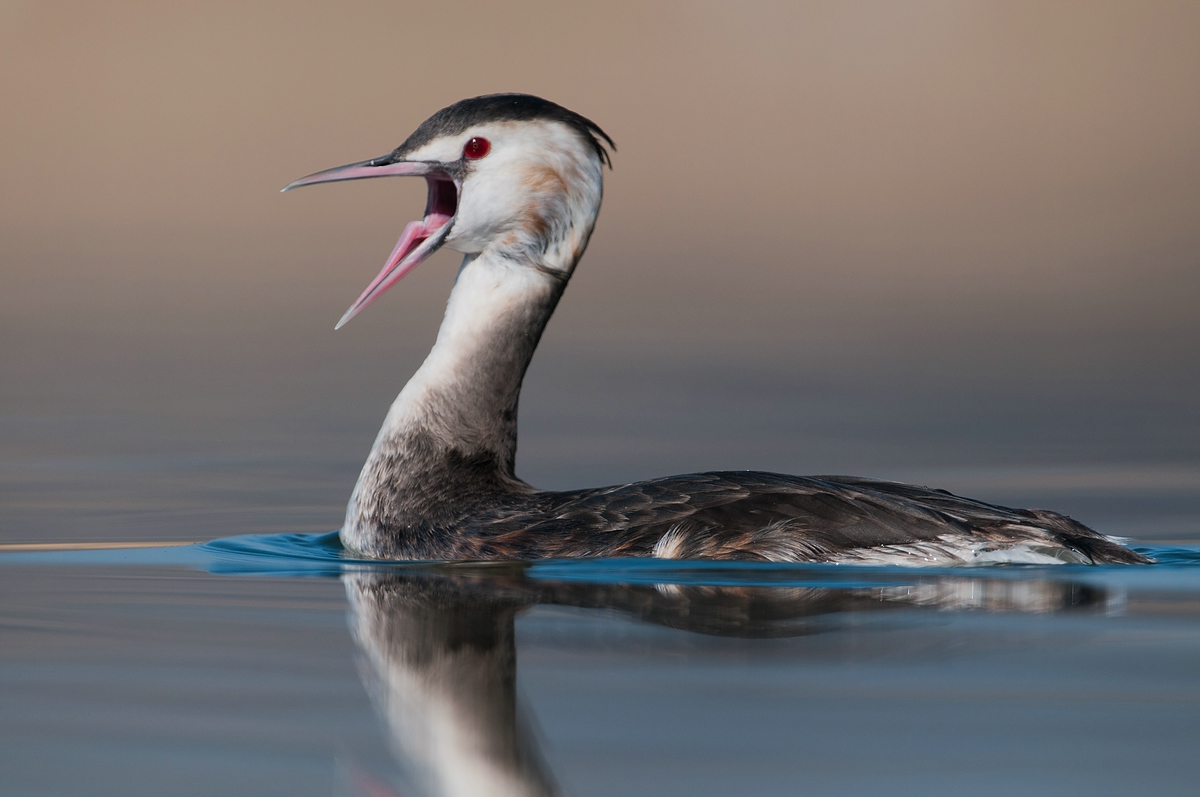 Haubentaucher (Podiceps cristatus)