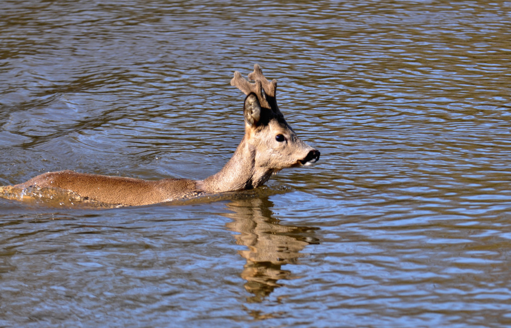 Flussüberquerung