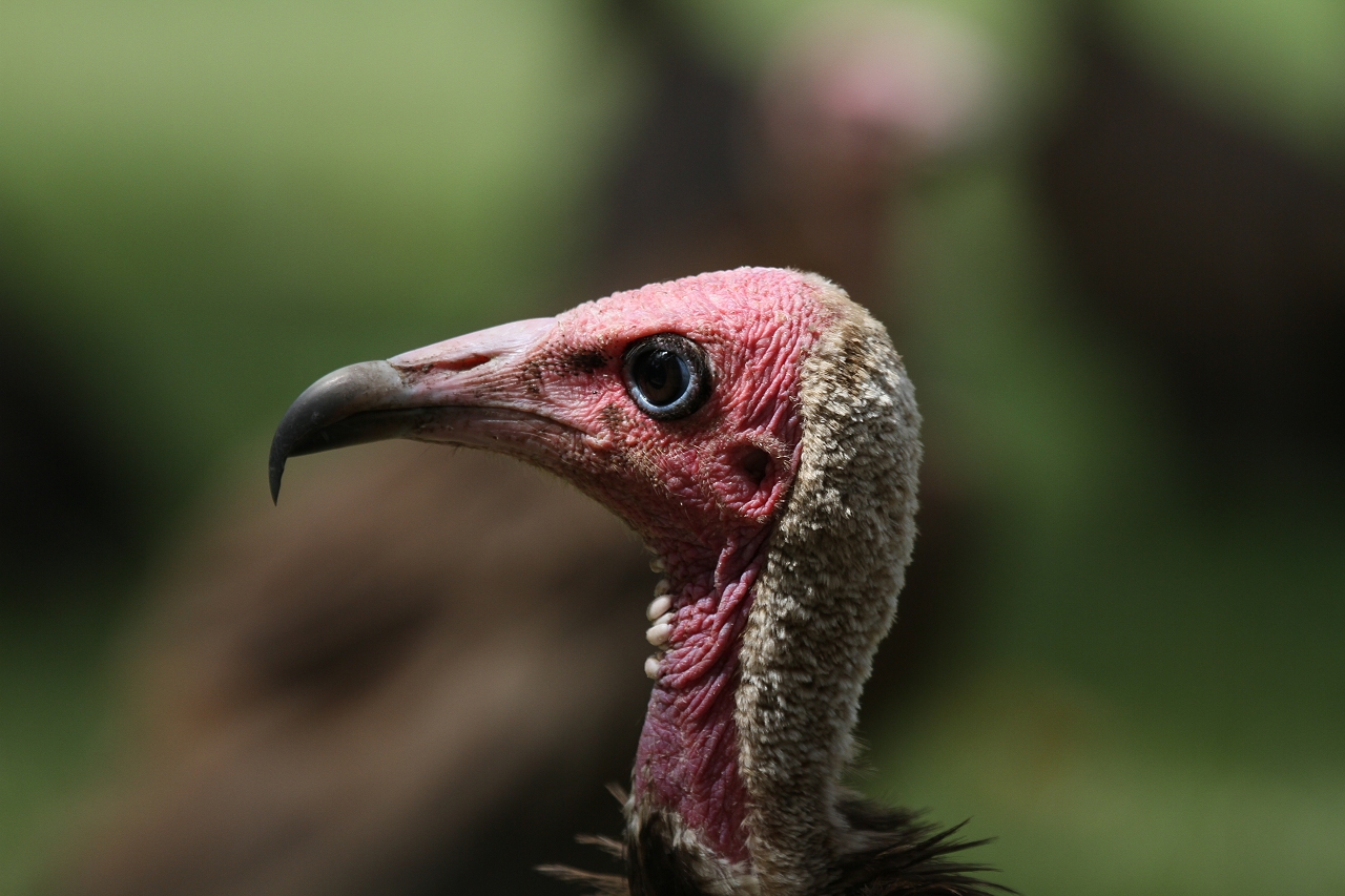 Kappengeier (Necrosyrtes monachus)