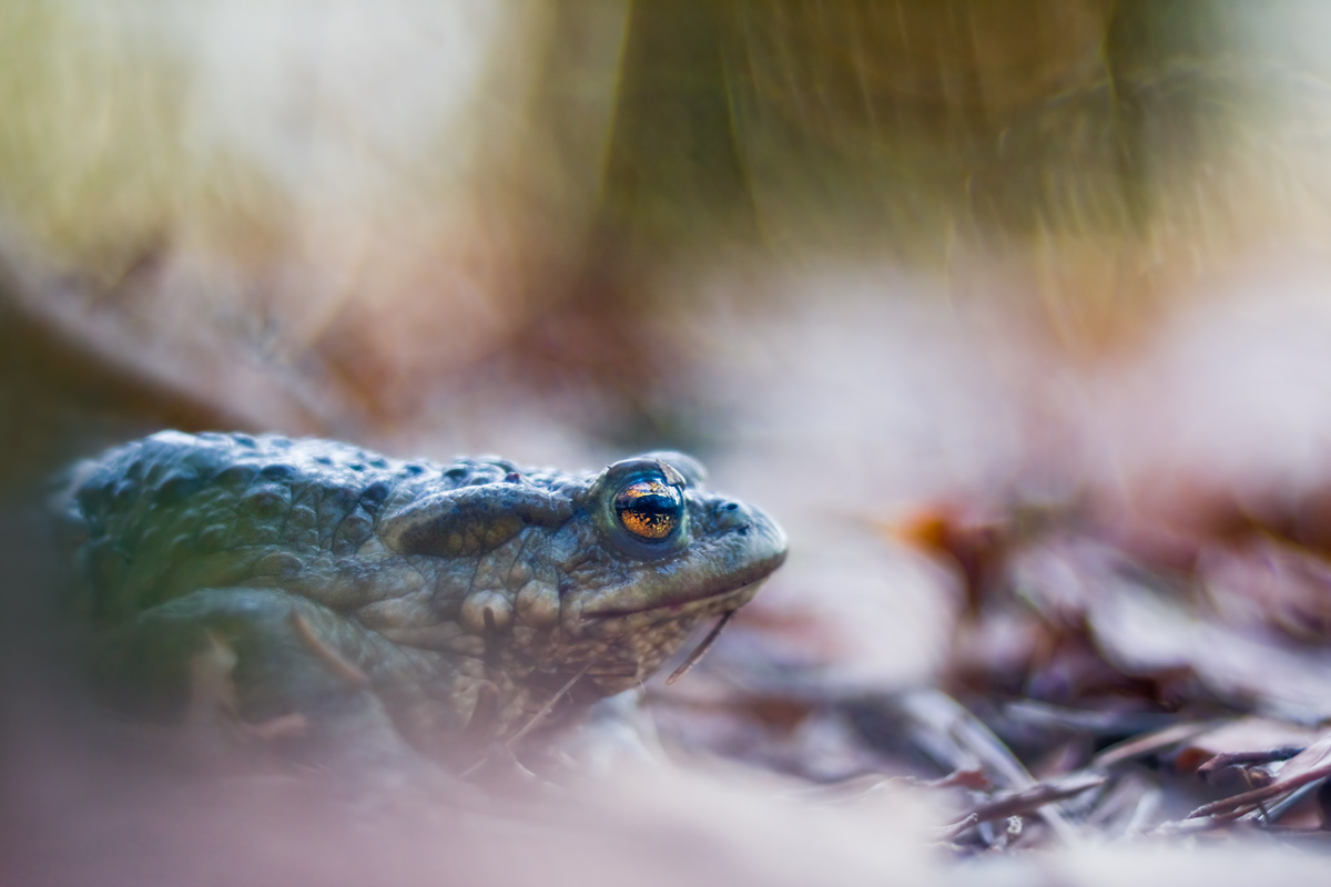 Wächter am Teich