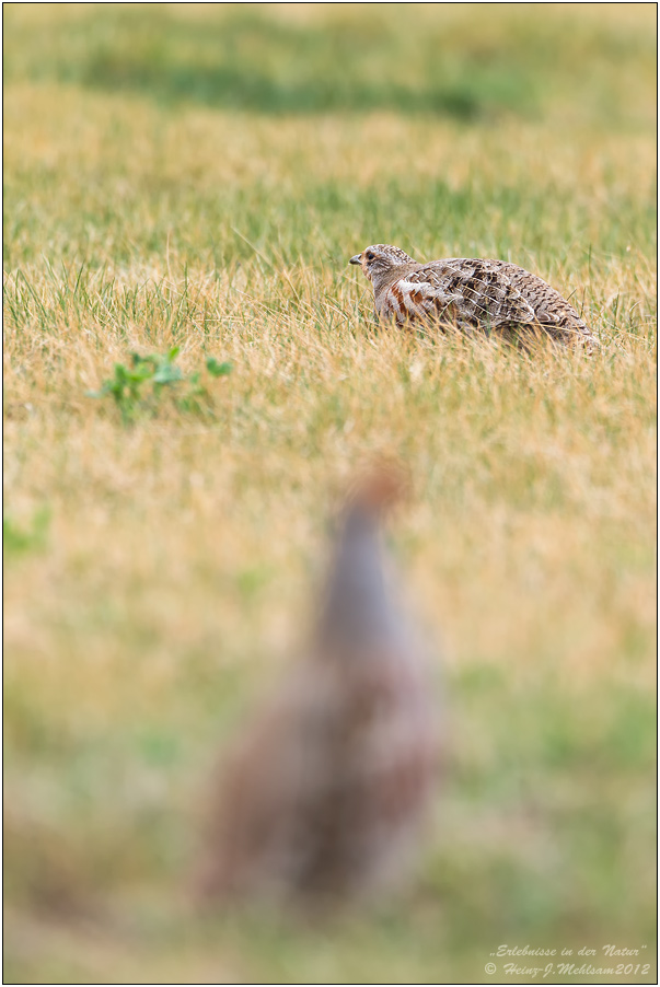 Der Wächter