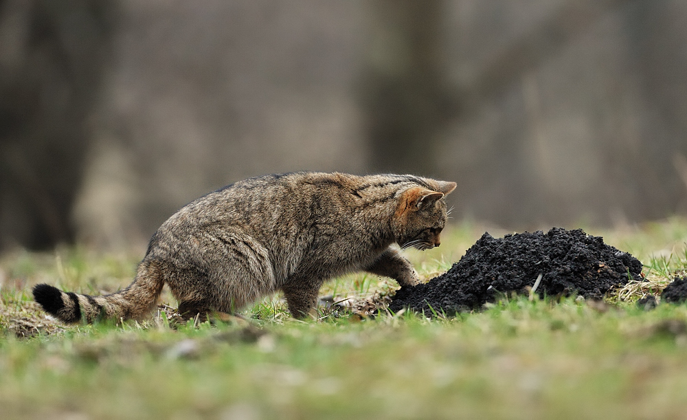 Widkatze( Felis sylvestris)