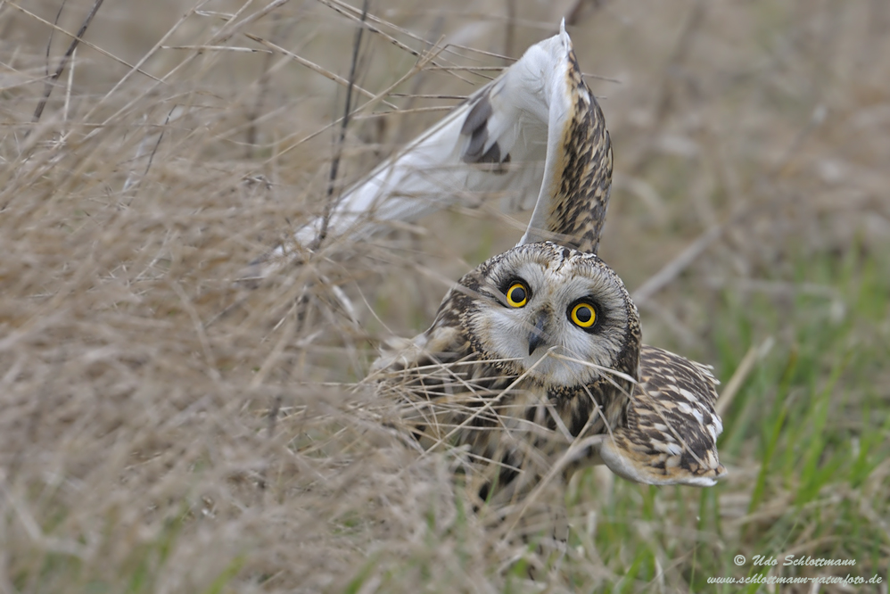 Sumpfohreule (wildlife, ND)