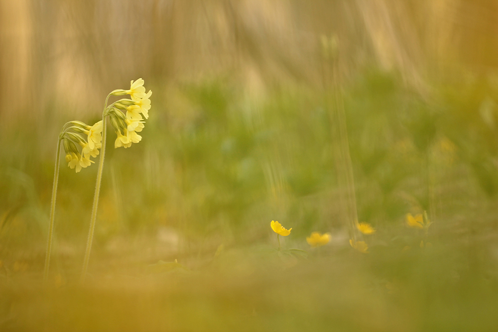 Bei den Schlüsselblumen