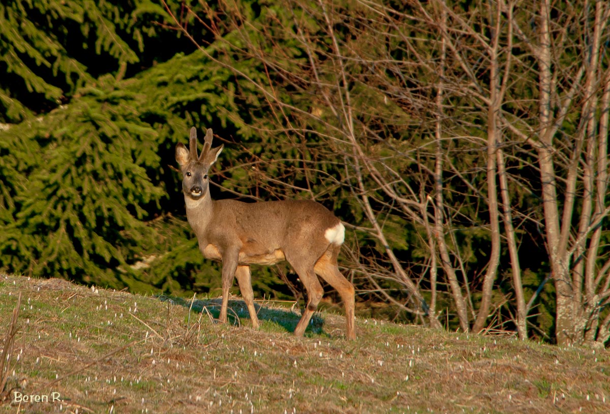 Bastbock auf der Krocuswiese