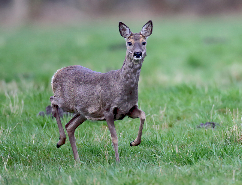 Links , zweidrei und Wechselschritt! ...