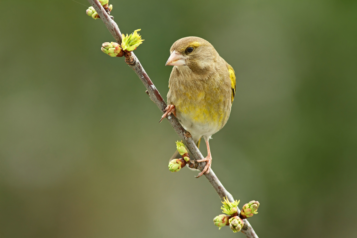 Grünfink (Carduelis chloris)