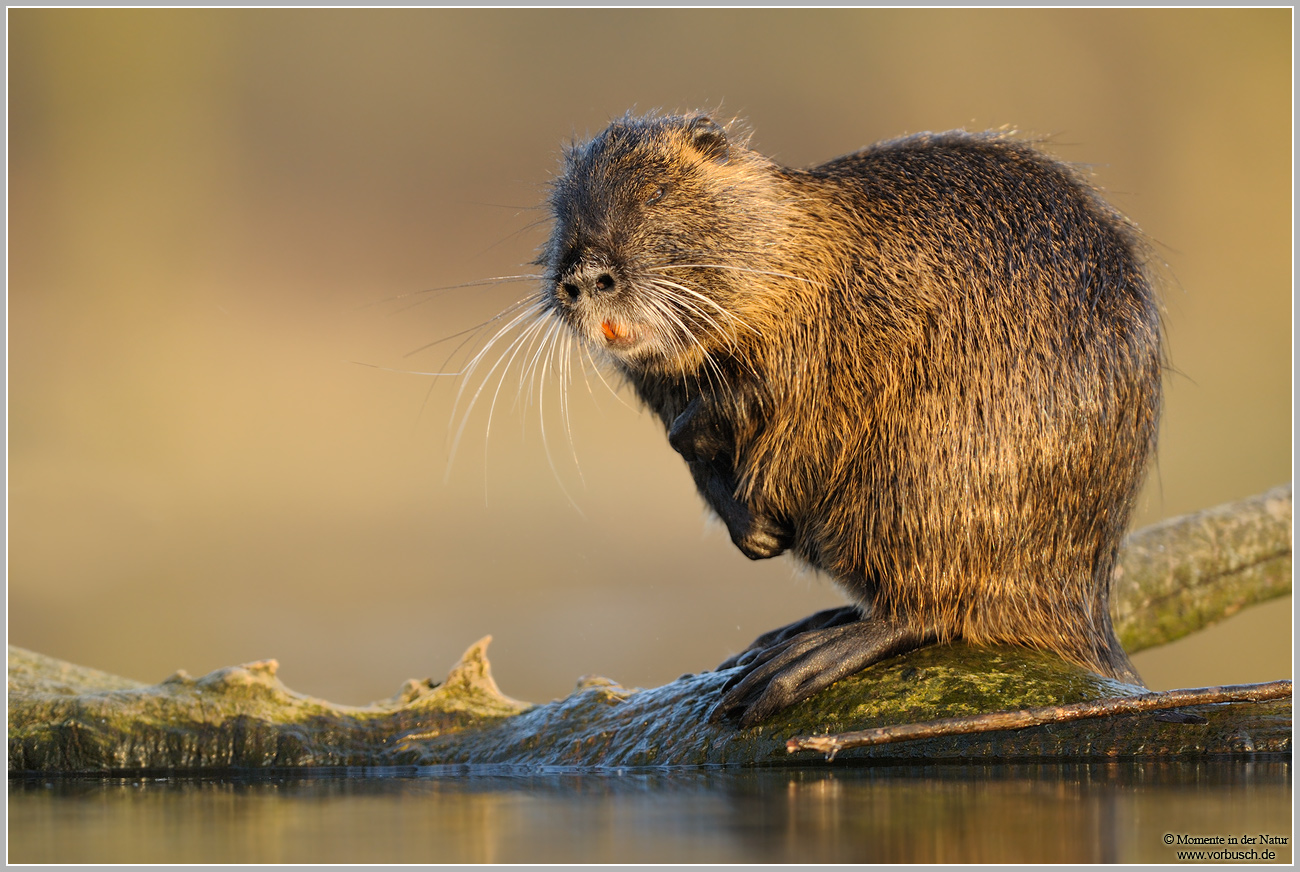 Nutria (Myocastor coypus)