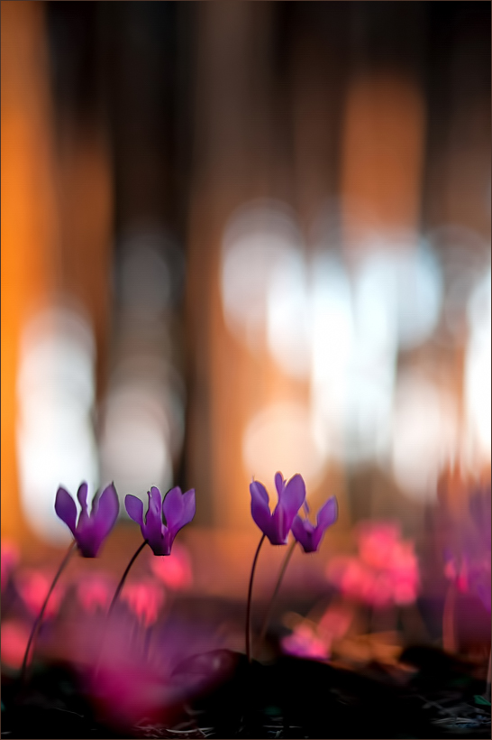-Tanz im Abendlicht -