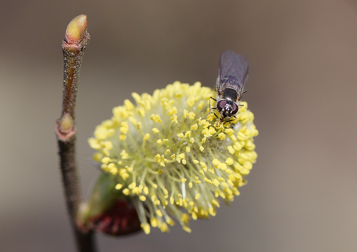 Waffenfliege bei der Ernte