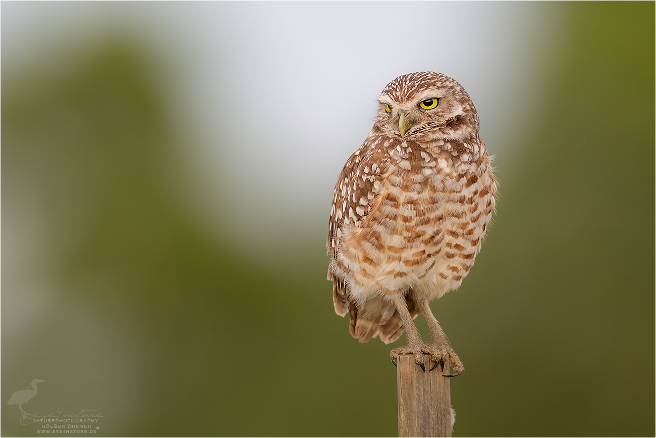 Kaninchenkauz / Burrowing Owl