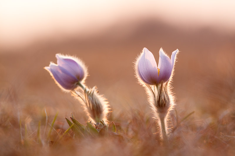 Zwei Finger-Kuhschelln (Pulsatilla patens)