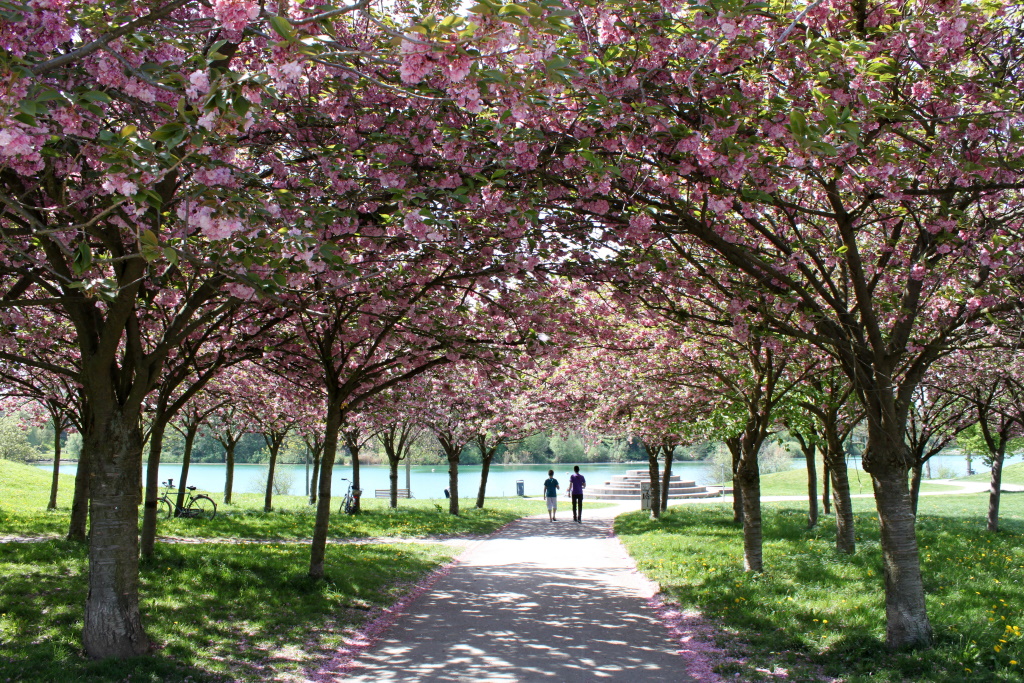 Spaziergang unter Kirschblüten..