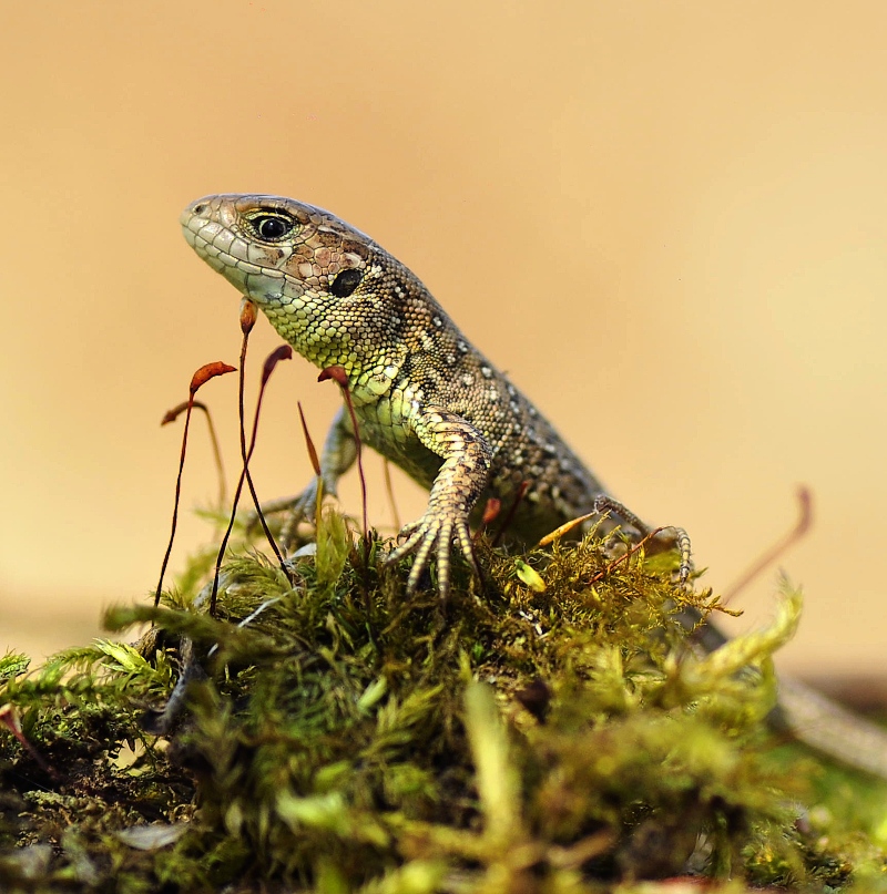 Lacerta agilis