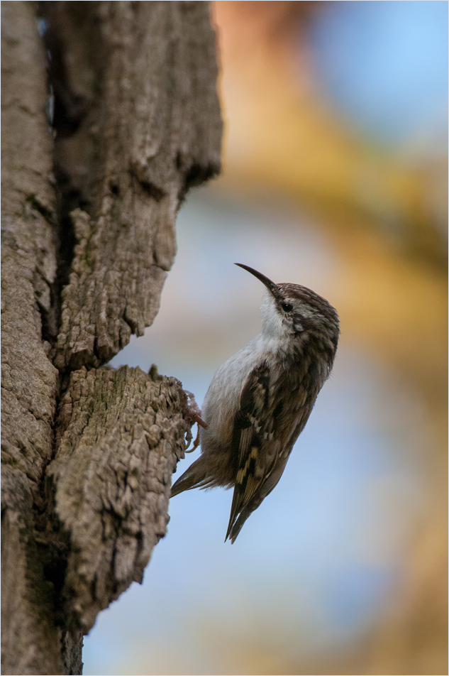 Gartenbaumläufer (Certhia brachydactyla)