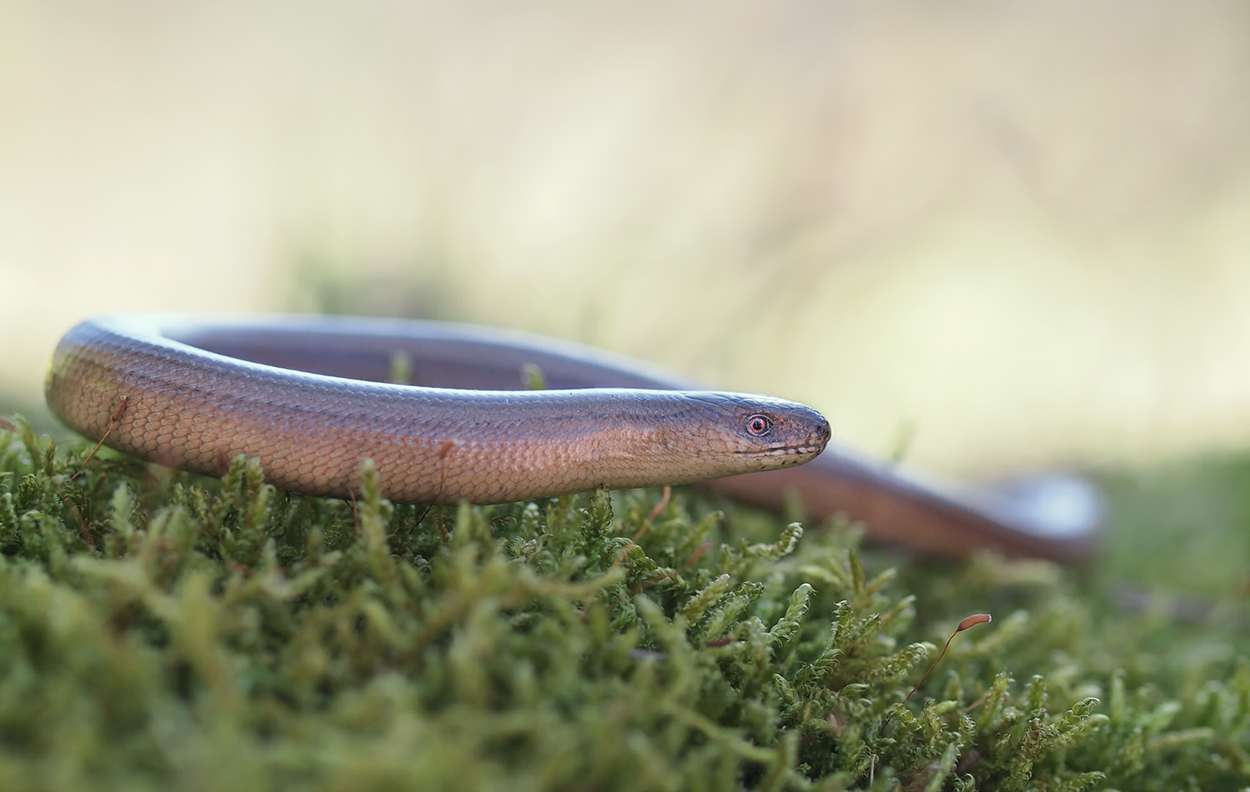 Blindschleiche (Anguis fragilis)