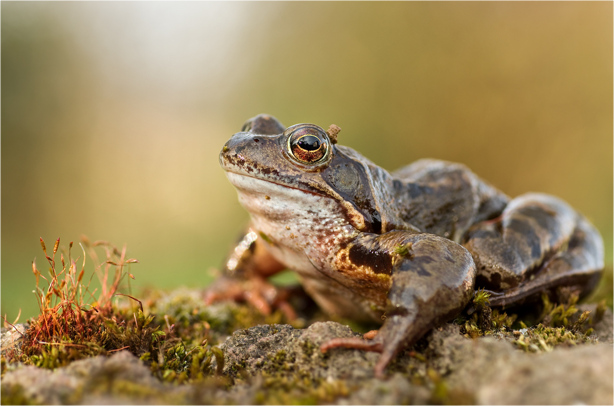 Rana temporaria