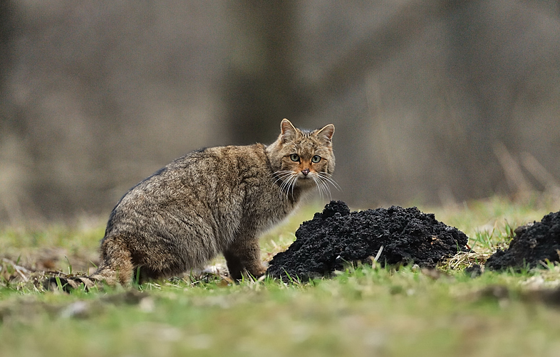 Wildkatze ( felis sylvestris) Wildlife