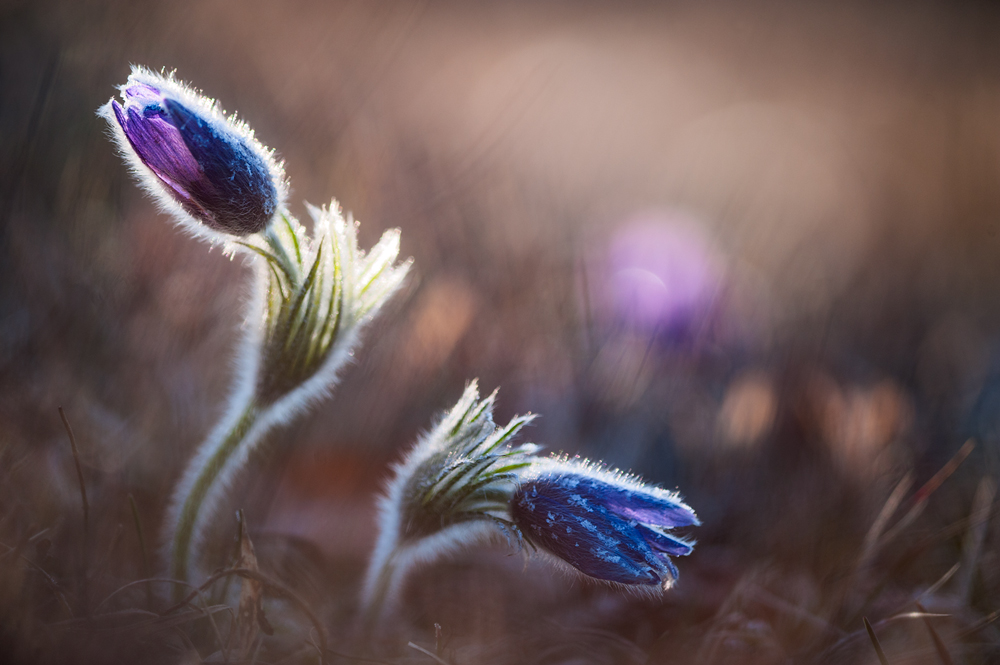 frozen pulsas