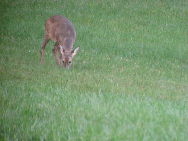 Äsung (Digiskopie, 100m Entfernung)