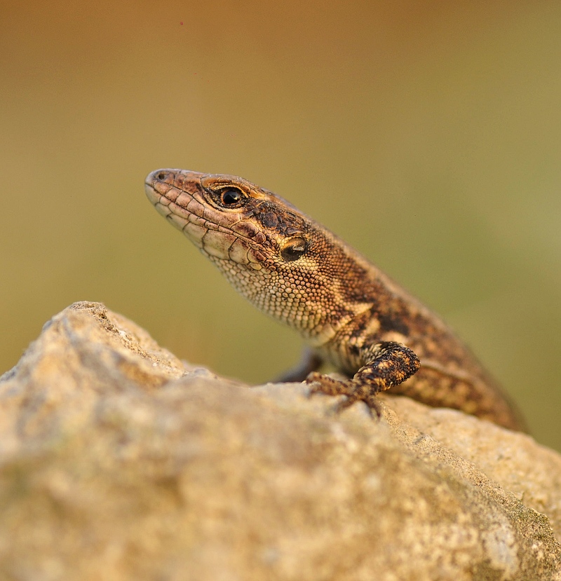 Podarcis muralis