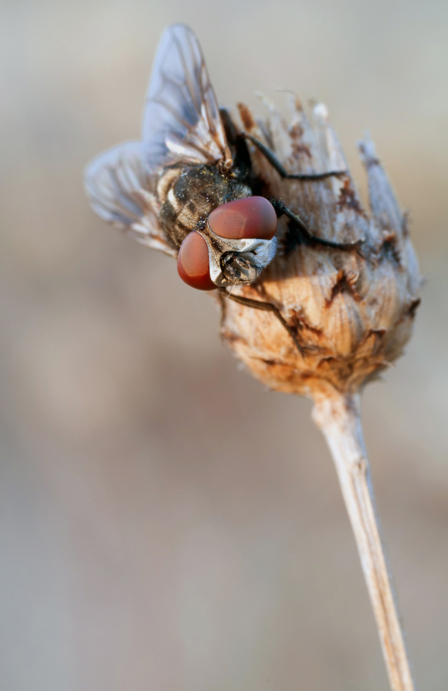 Eine Fliege,