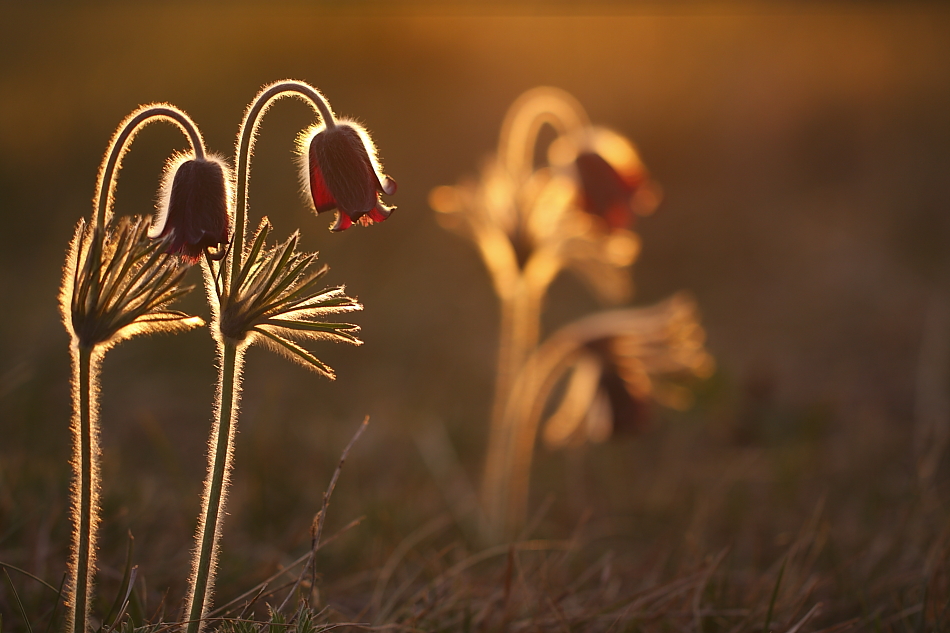 Pulsatilla pratensis die " Schwarze Küchenschelle "