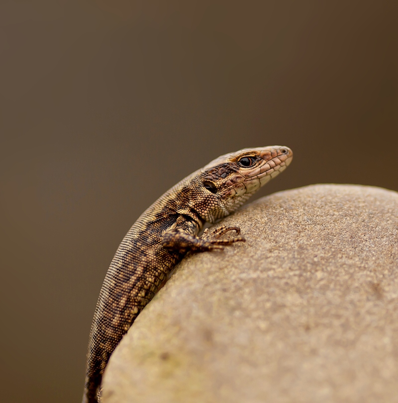 Podarcis muralis