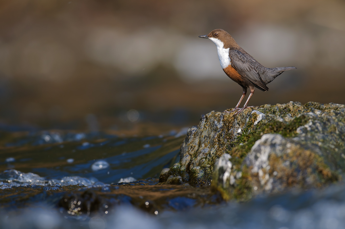 wasseramsel