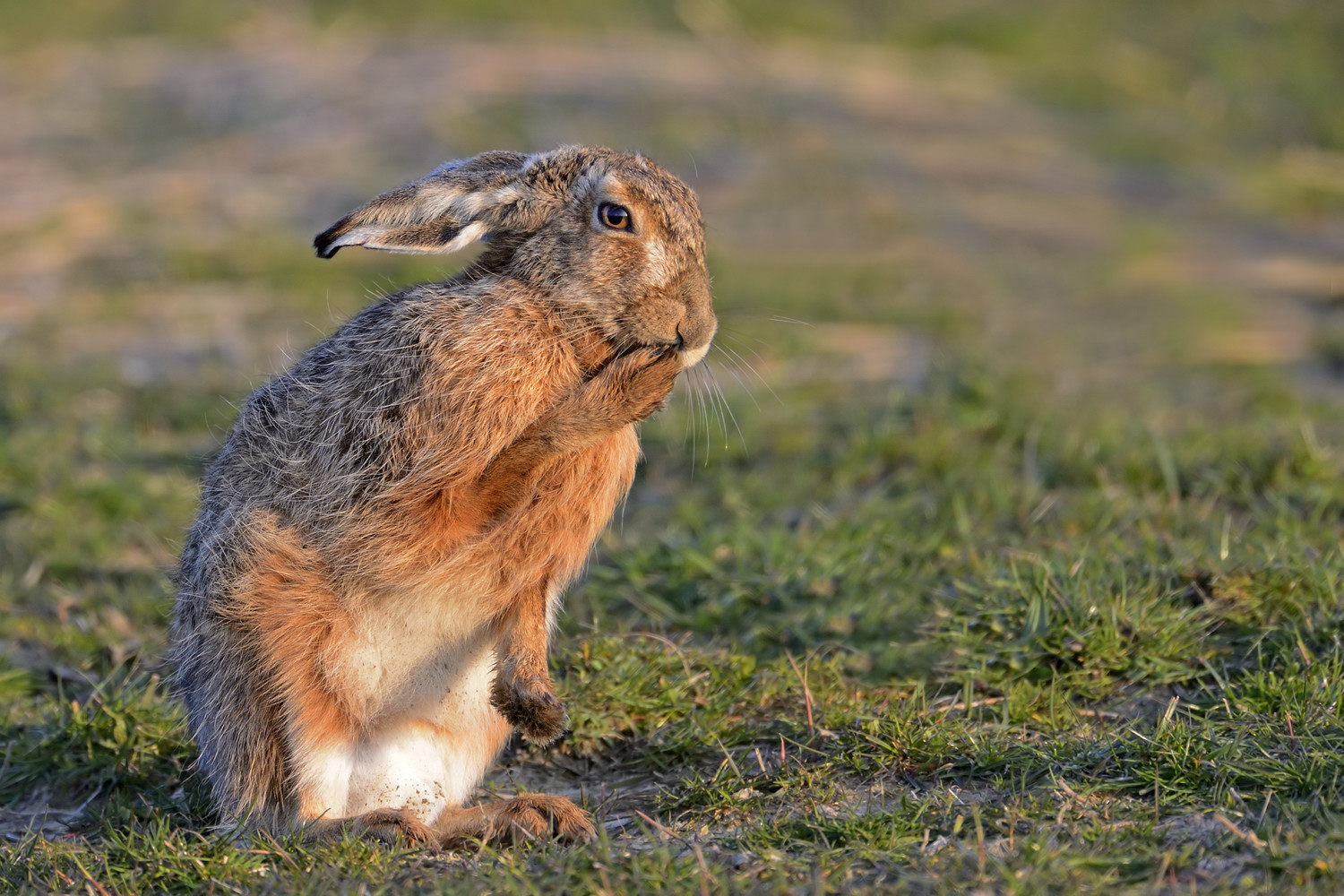 Alter Hase, dement