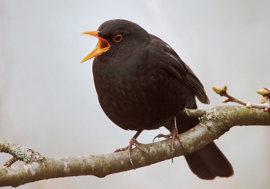 Irrtum: Charly Amsel singt nicht...