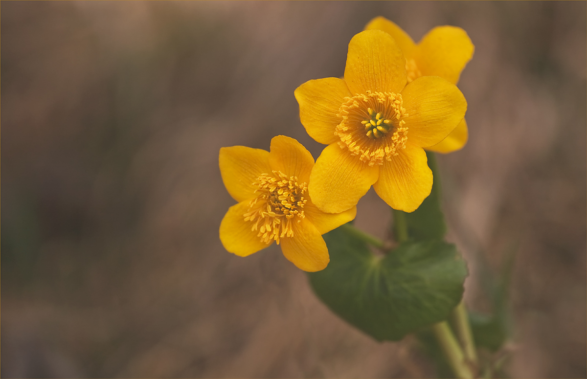 sumpfdotterblume (caltha palustris l.)  II