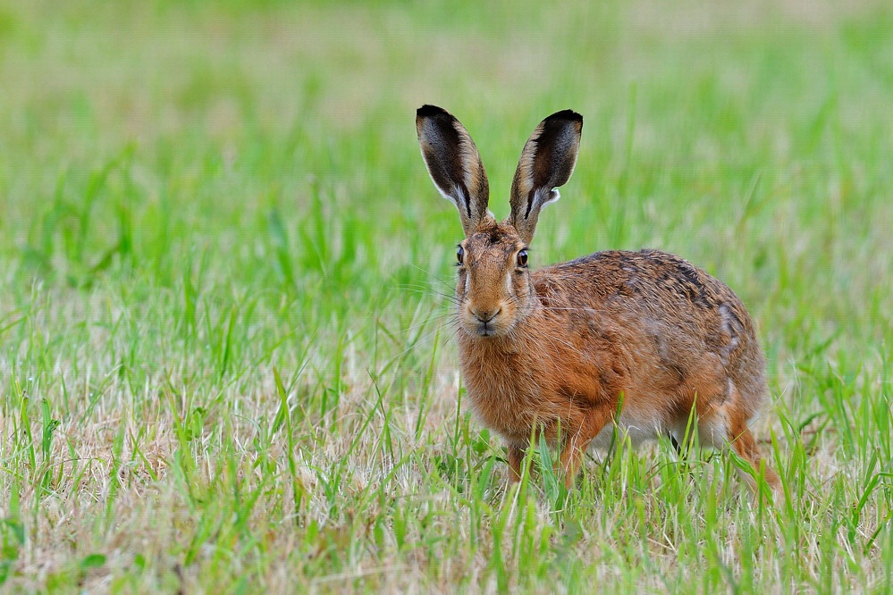 Frohe Ostern