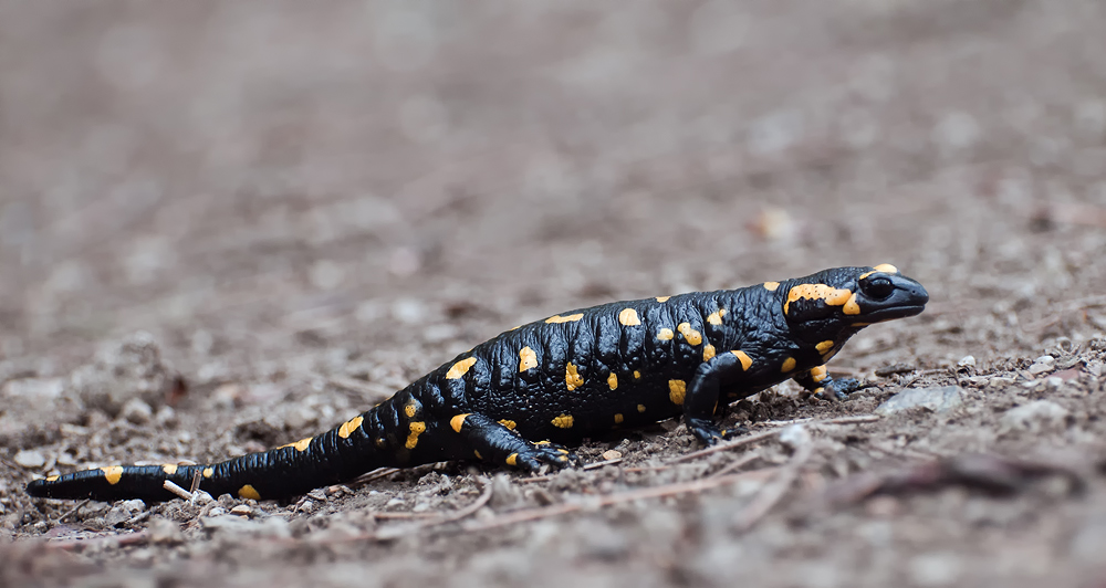 Feuersalamander,