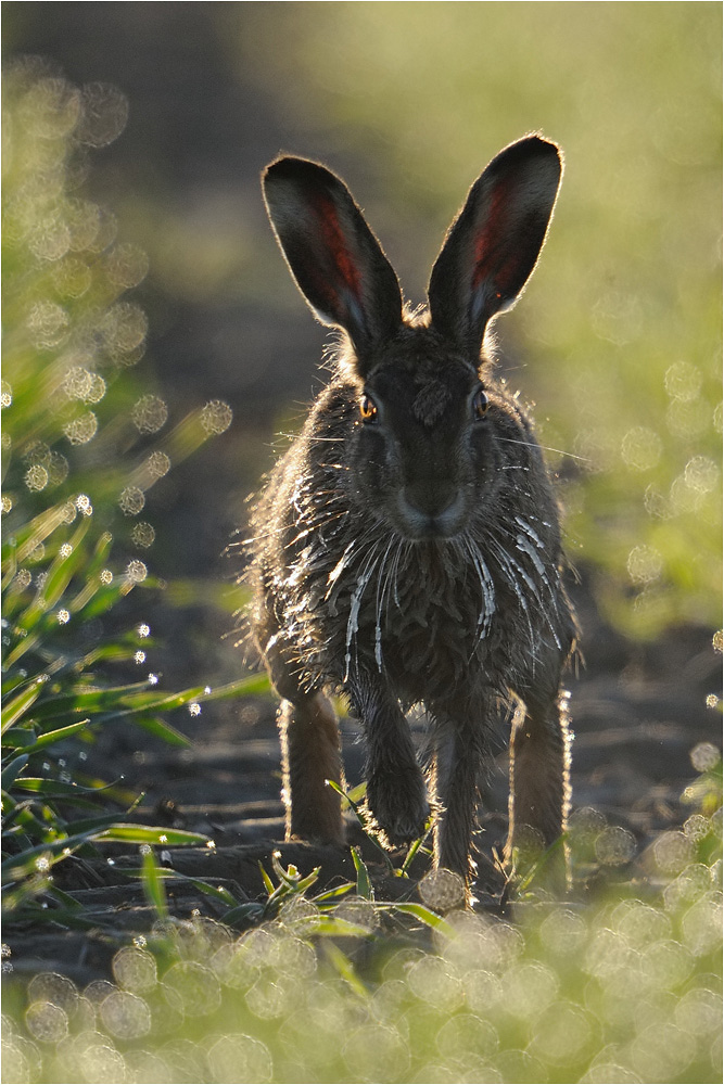 Fr(ohe)ostern !