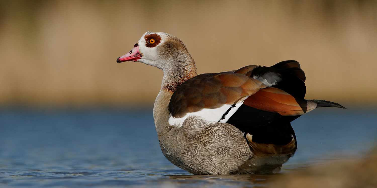 Nilgans  (Alopochen aegyptiacus)